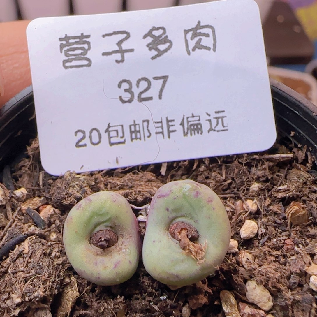 贝特芬脱土发货。