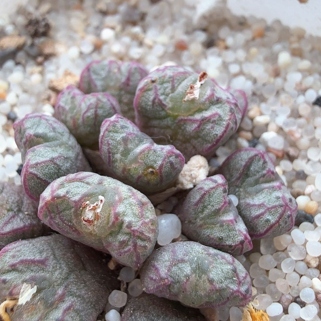 1.16.25/送奶杂13头/多肉植物