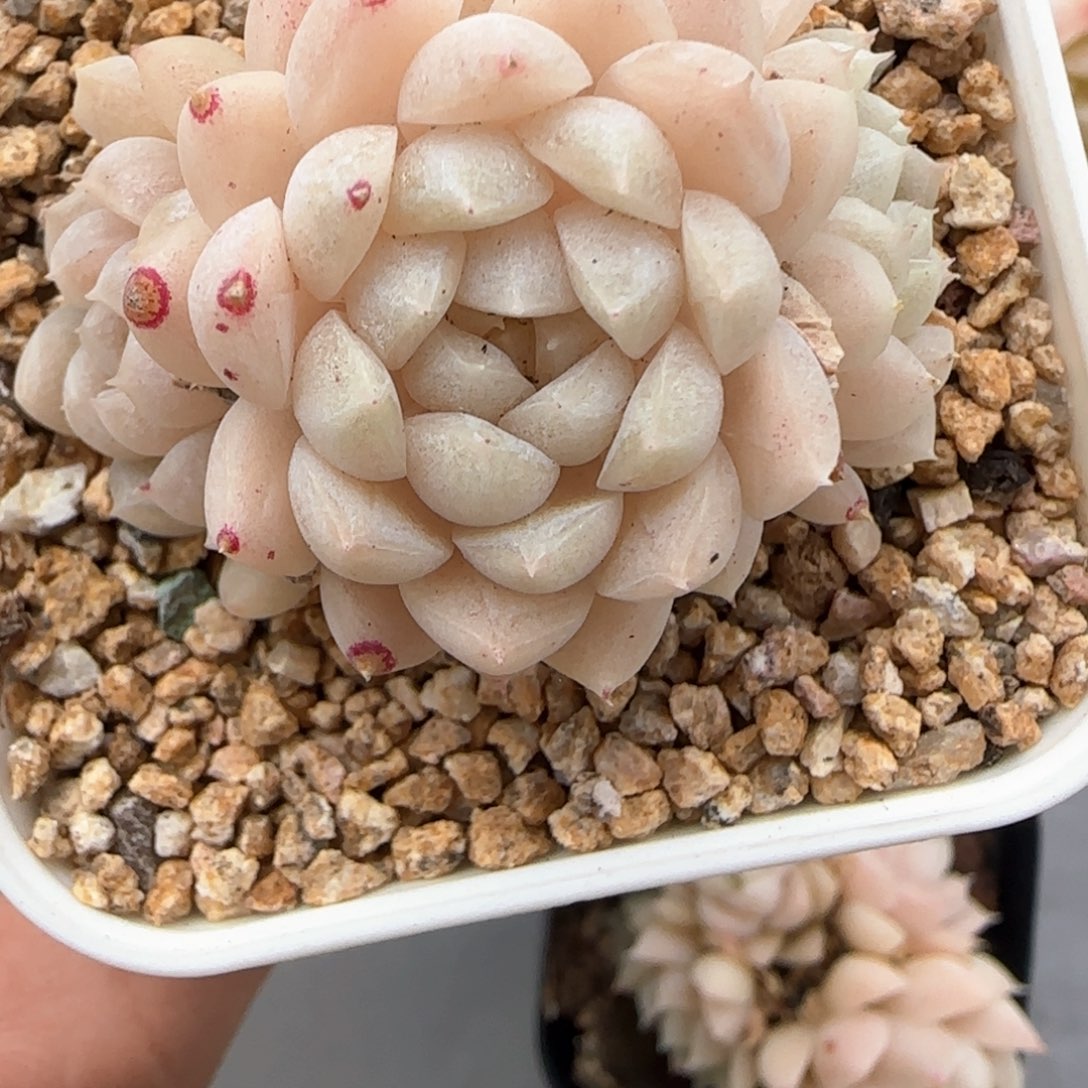 264东篱下多肉植物盆栽