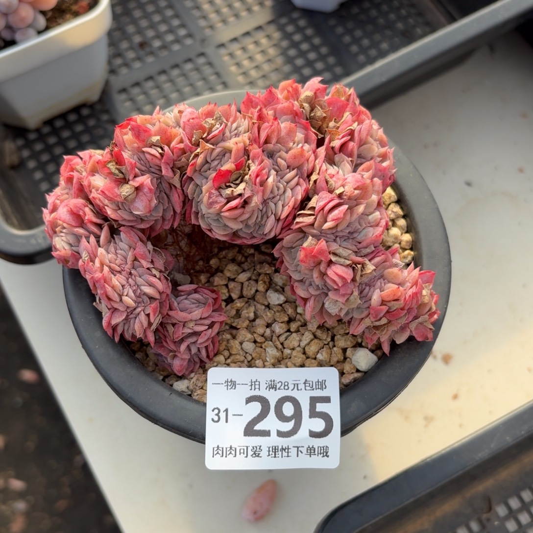 贝瑞缀化无盆土发货无盆