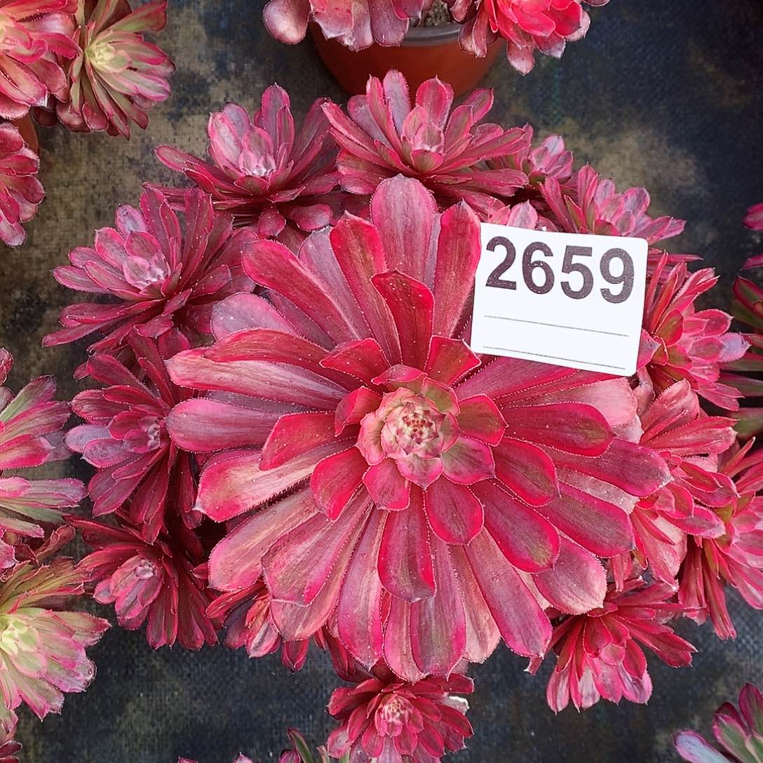 红陶2659紫霞4多肉