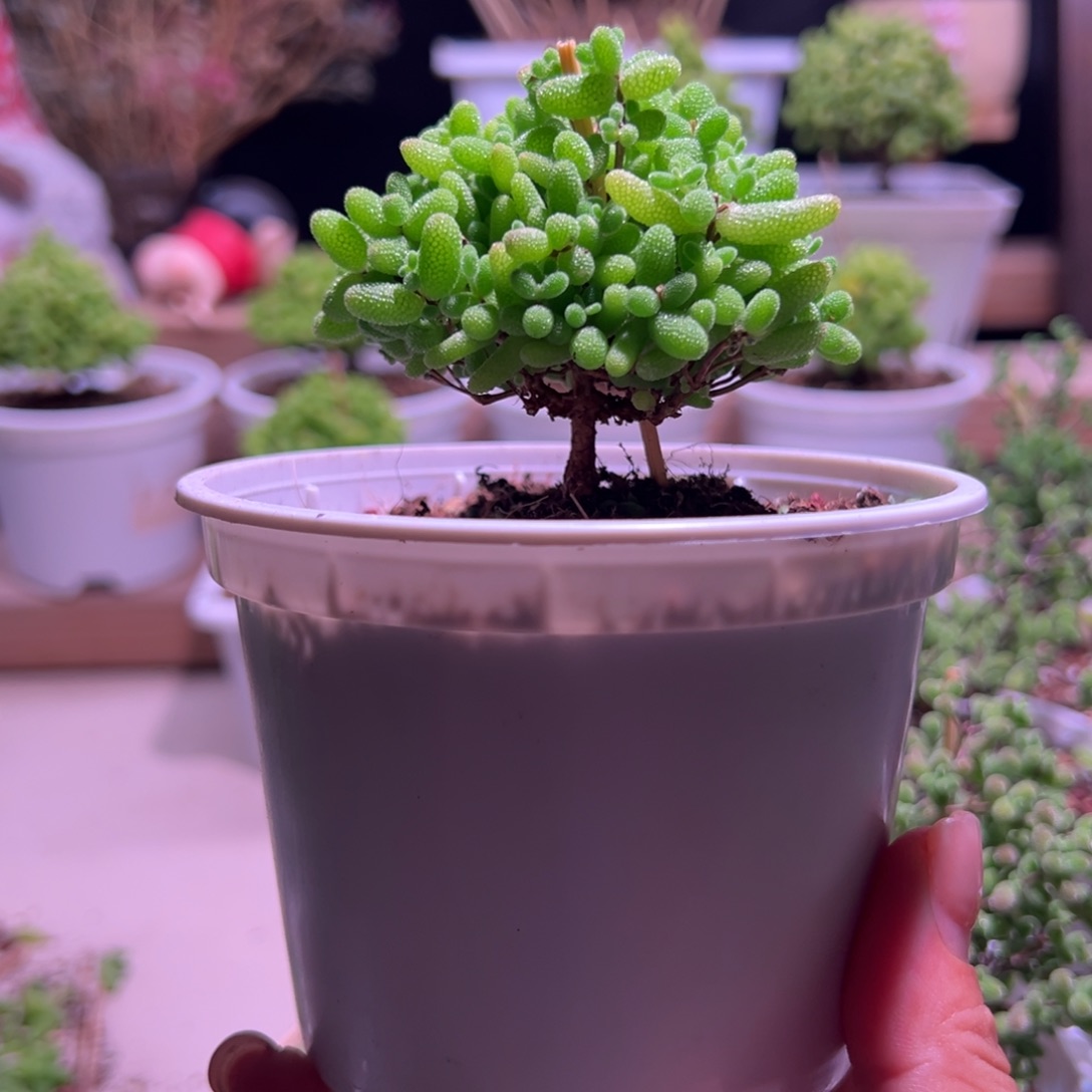 562 蜜橘带盆土发货一物一拍