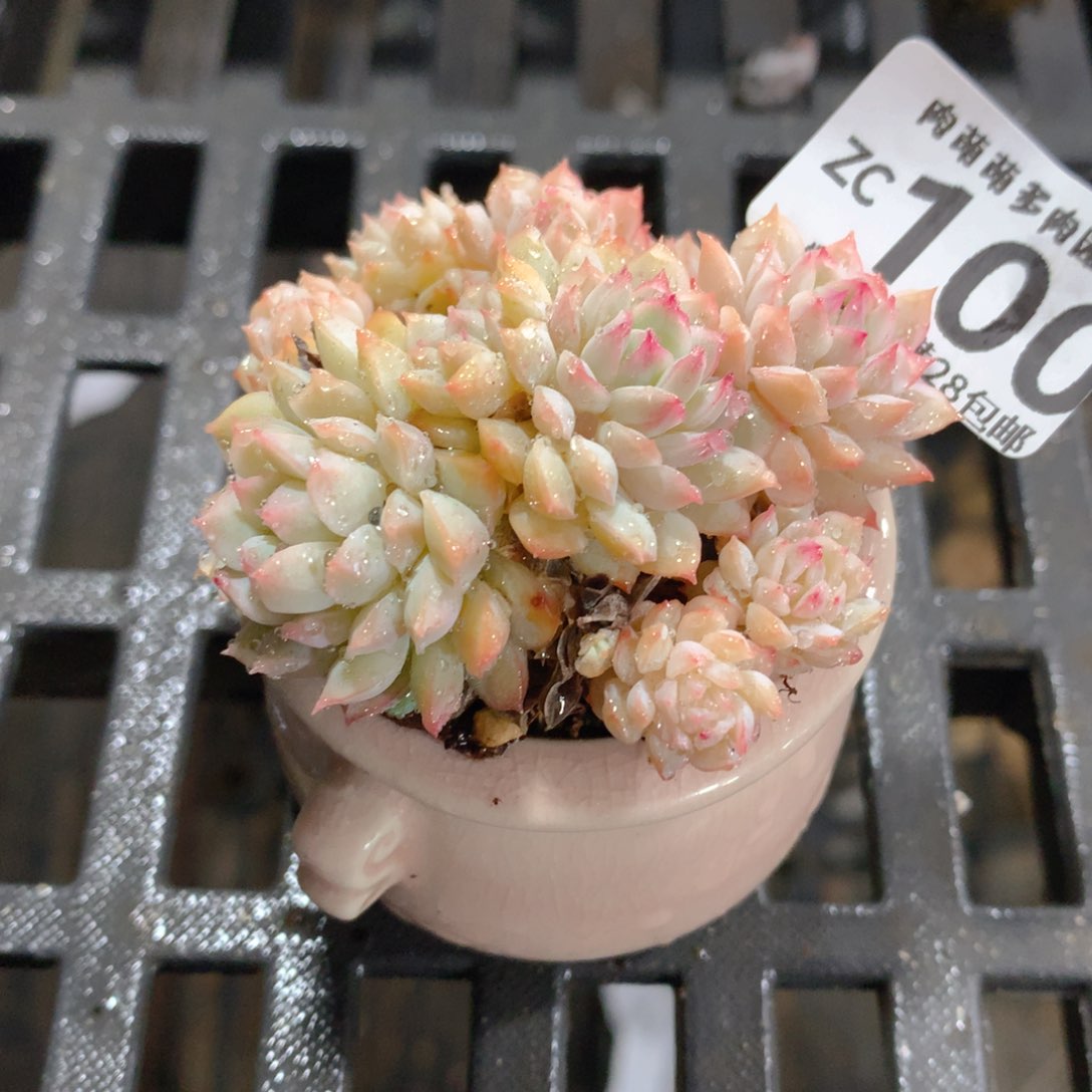 肉萌萌拇指盆精控多肉ZC100