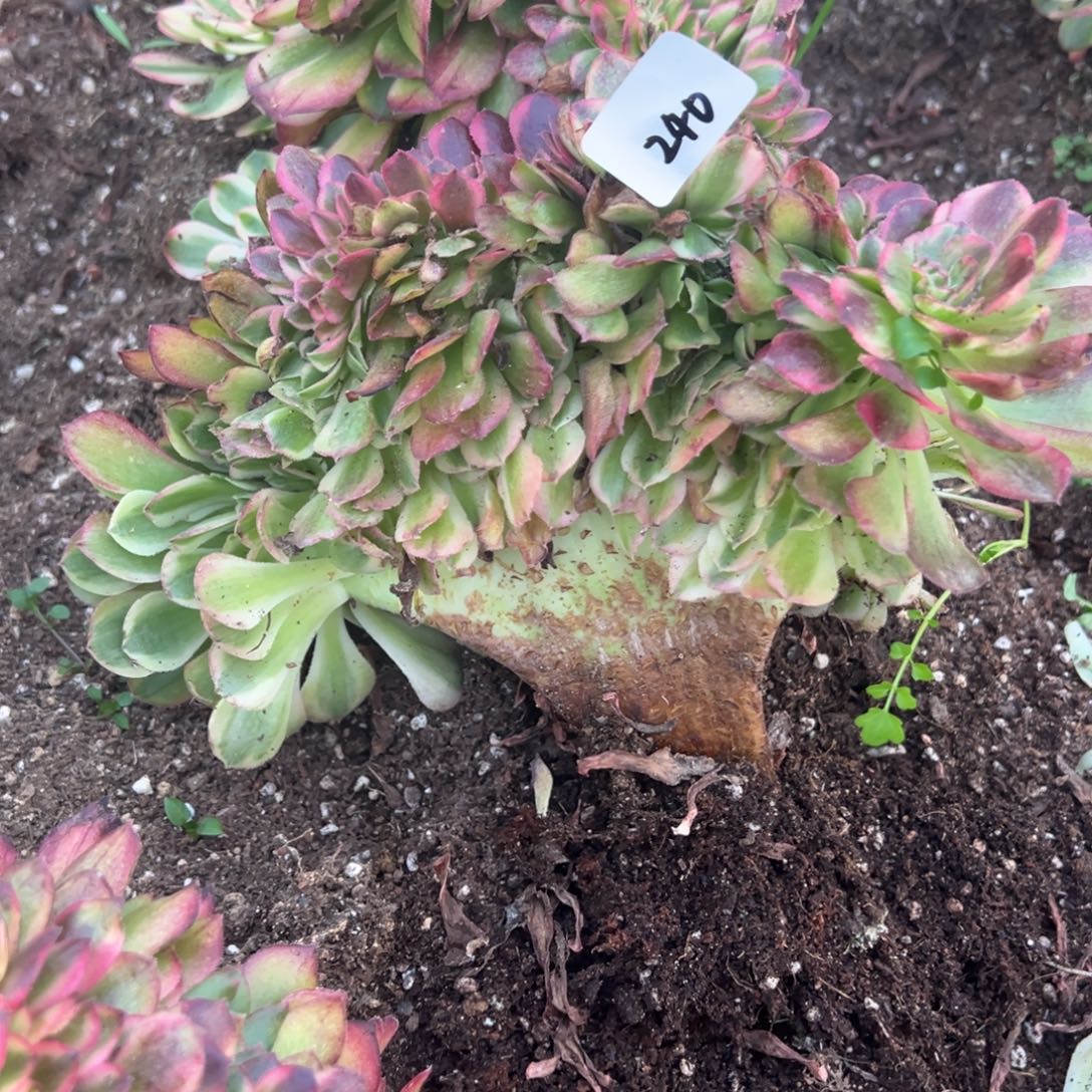 240万白缀诺肉孜孜