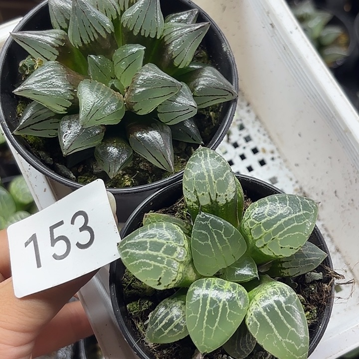 153西瓜寿加水晶101