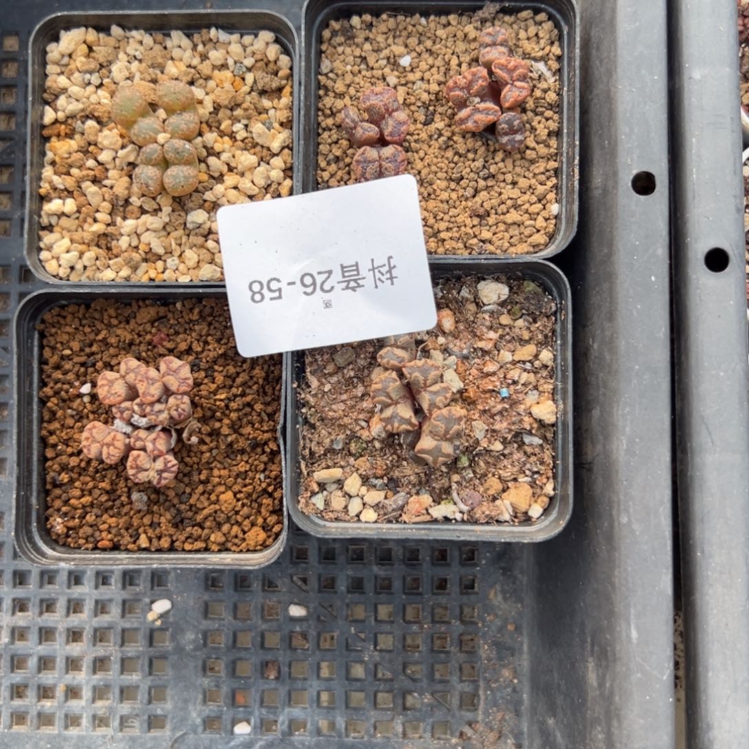 26-58肉锥多肉植物，