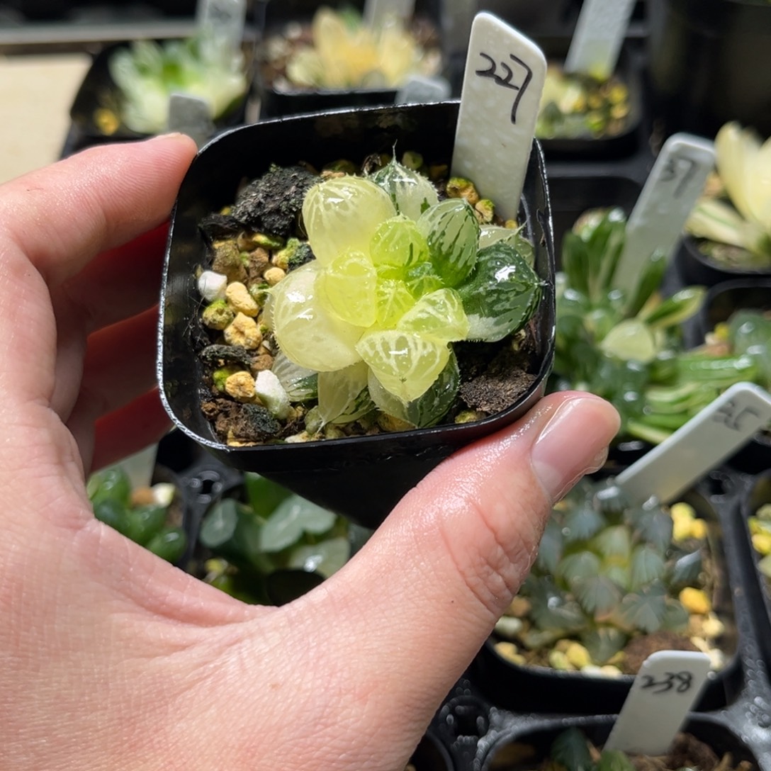 227楼兰玉露锦一物一拍