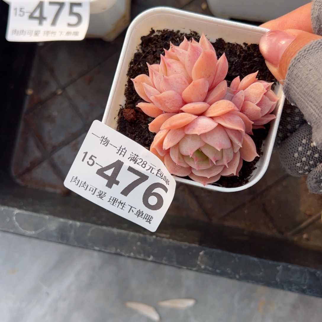 昂斯诺多肉多肉多肉多肉多肉