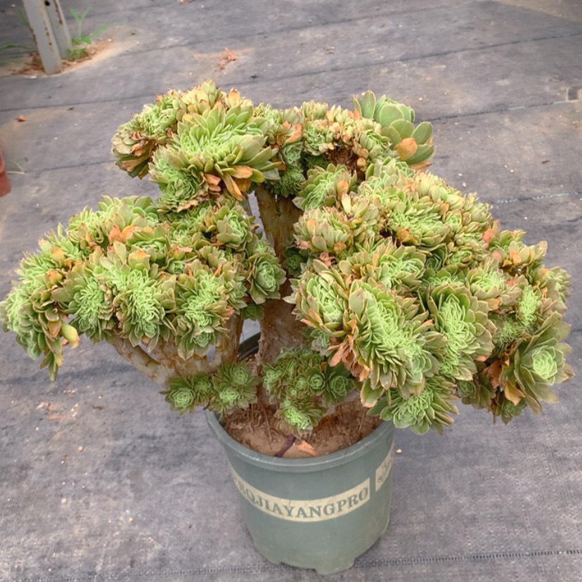 【闪购商品】微瑕特价113
