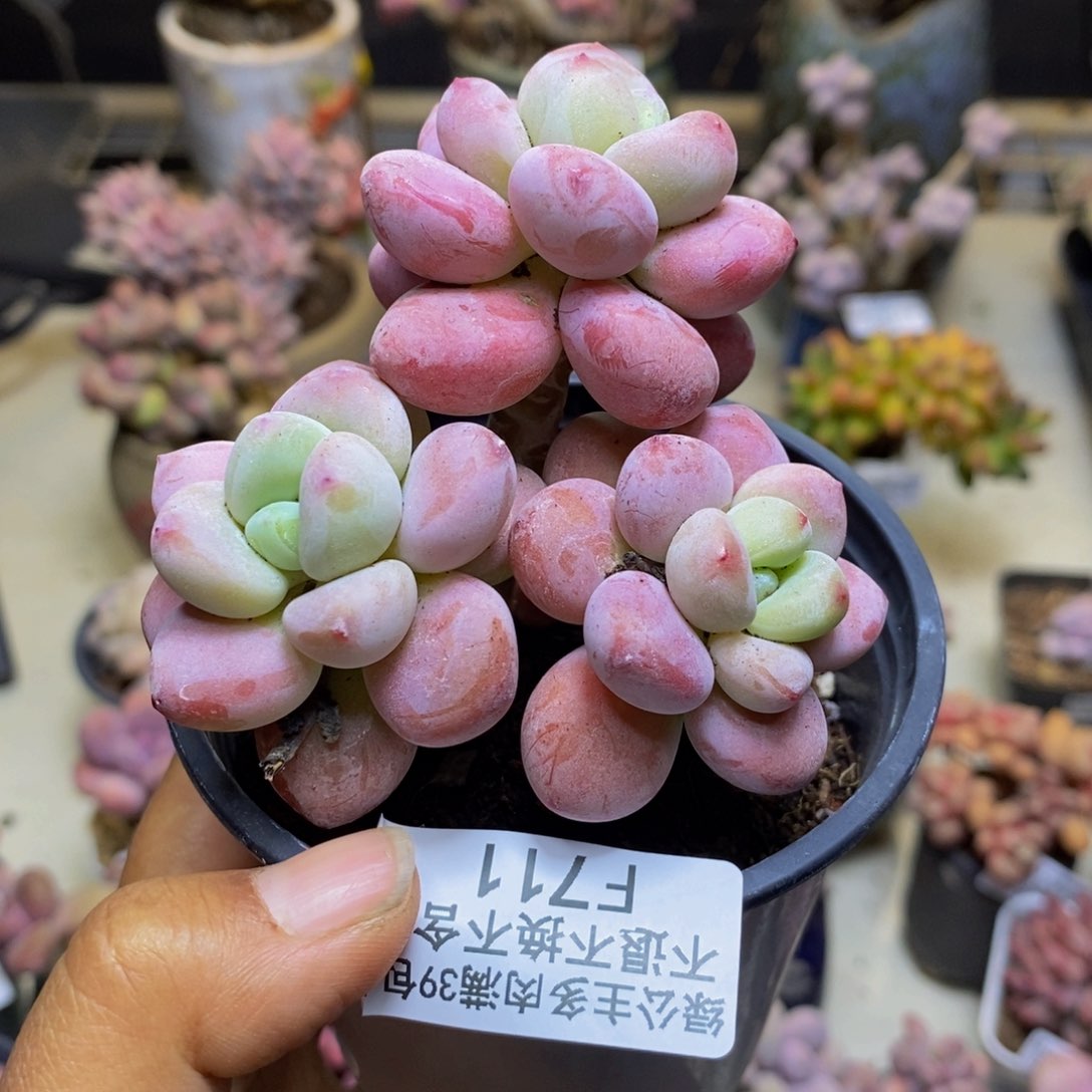 711樱花洛神多肉7cm