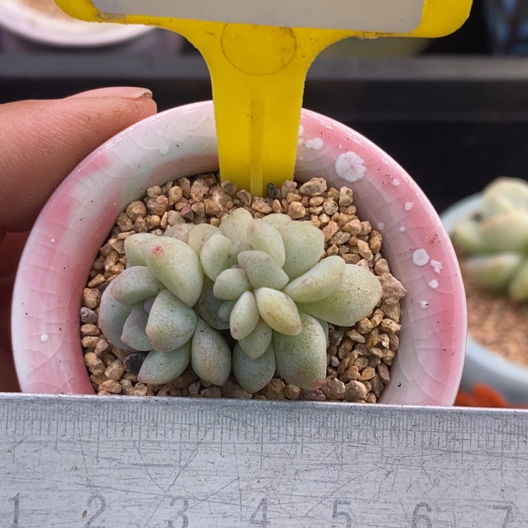 35冰玉石化缀多肉植物