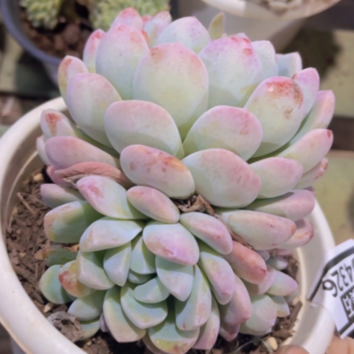 【闪购商品】冰玉04326