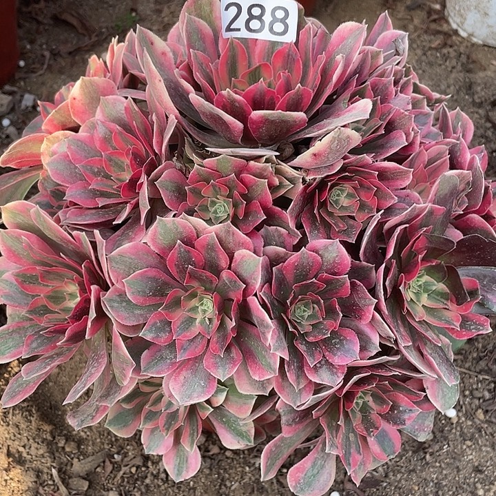 288女妖多肉植物的