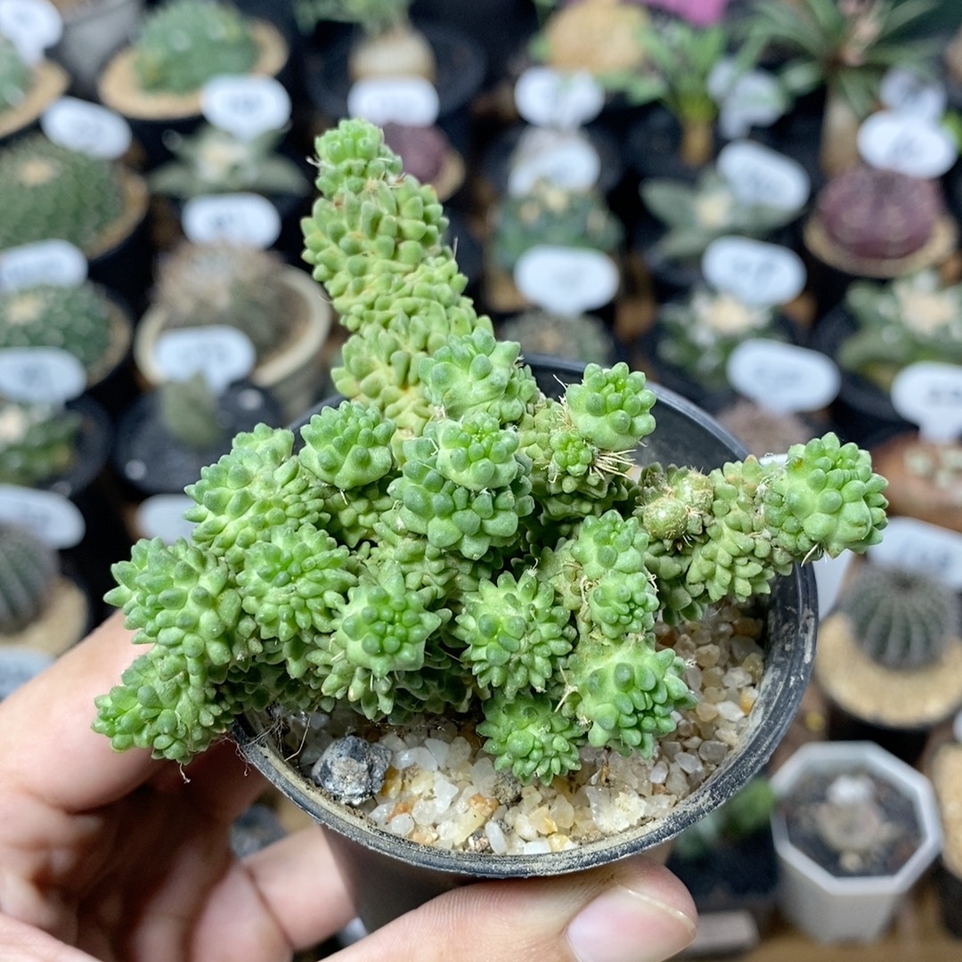 114号群生蝌蚪球8cm