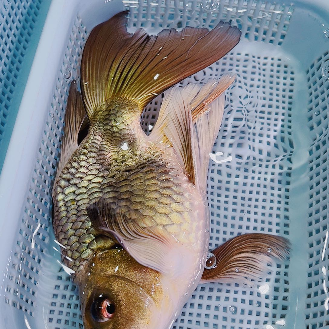 锦鲤锦鲤冷水鱼观赏108