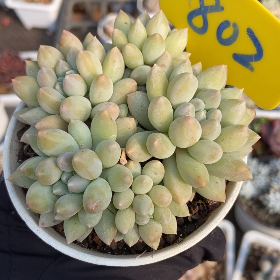 802牛奶糖多肉植物保护