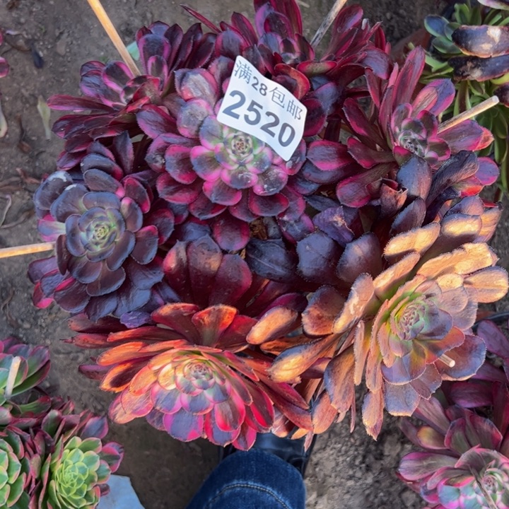 2520红金刚多肉植物