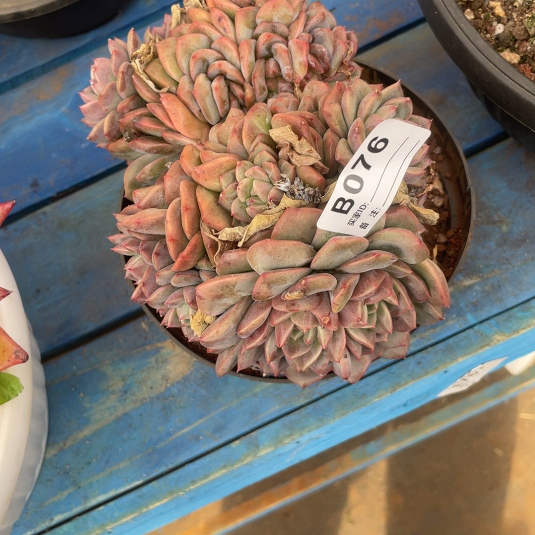 暮***雨无花朵若茹多肉单拍B076