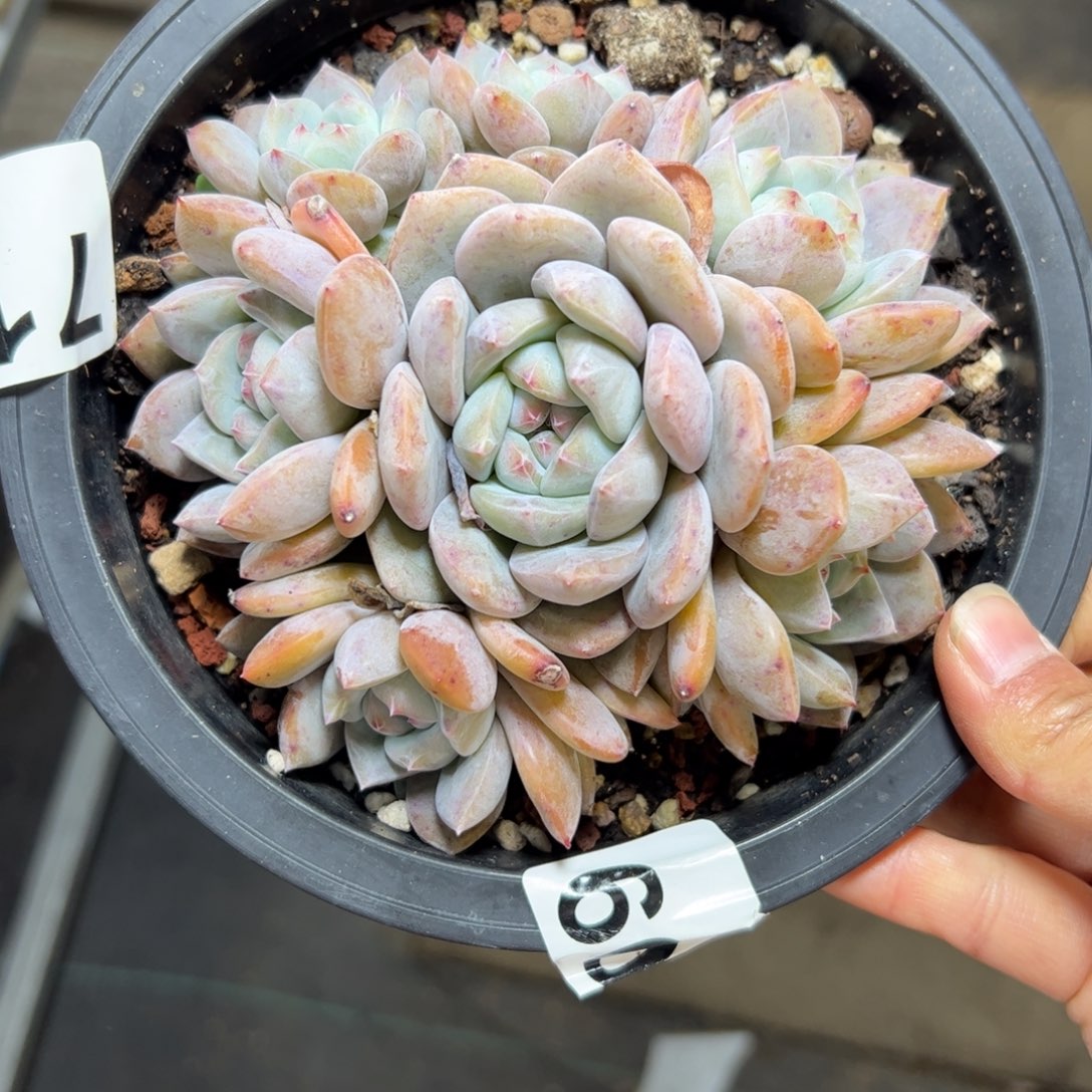 ****小711 满38包邮一物一拍