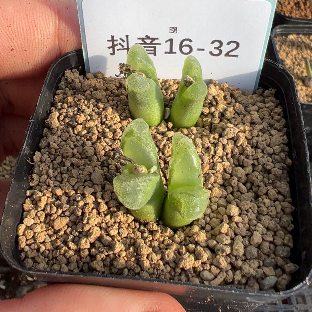 16-32冰风铃母本多肉