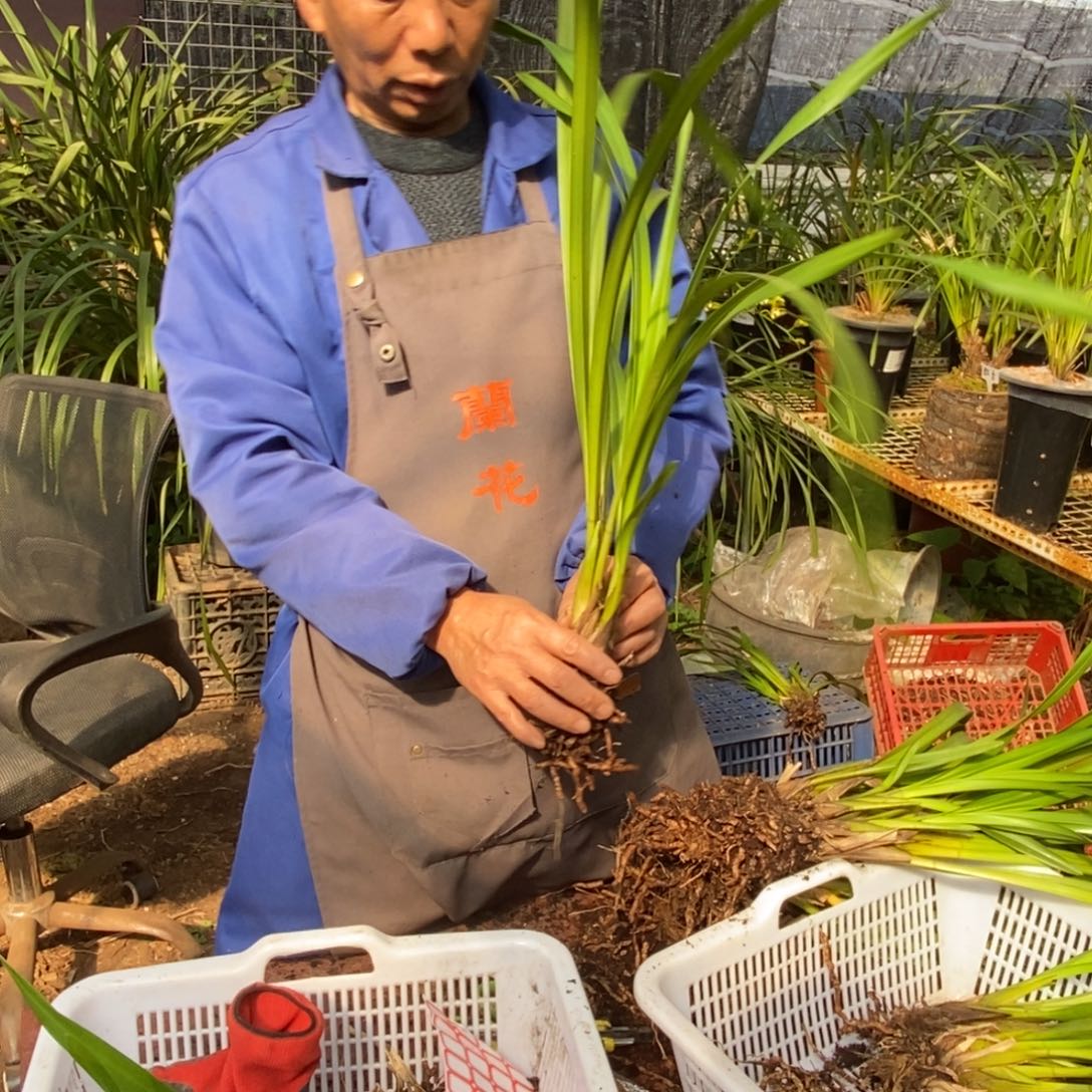 完全开放2保山昌宁兰