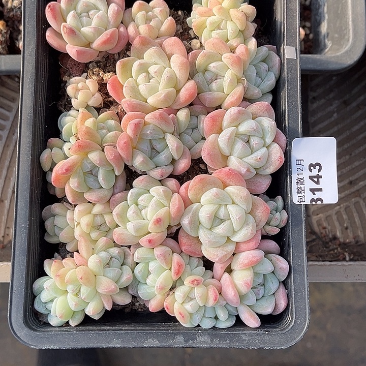 阿雅园艺。      3143一盒