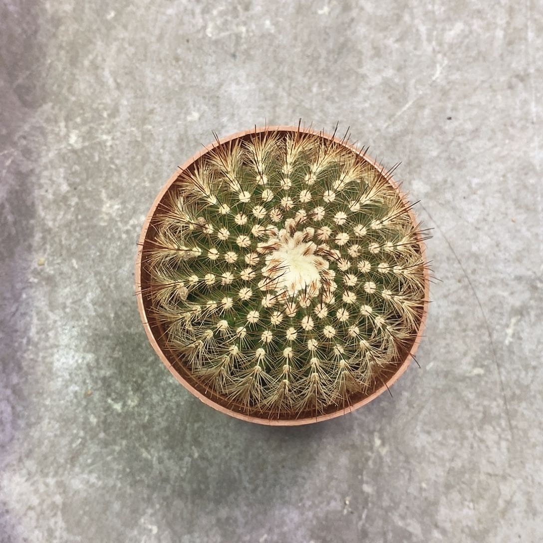 一物一拍一棵仙人球