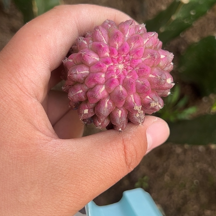 粉嫩雷头仙人球723号