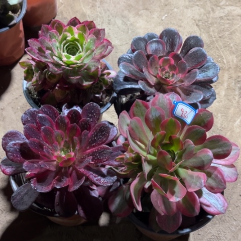 936多肉植物组合