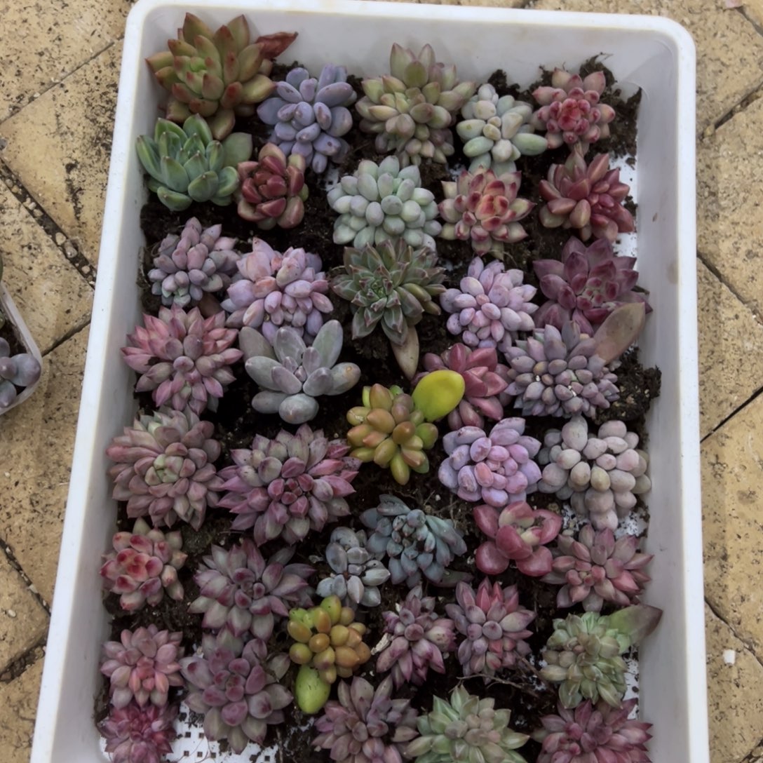 美人系多肉50个一筐