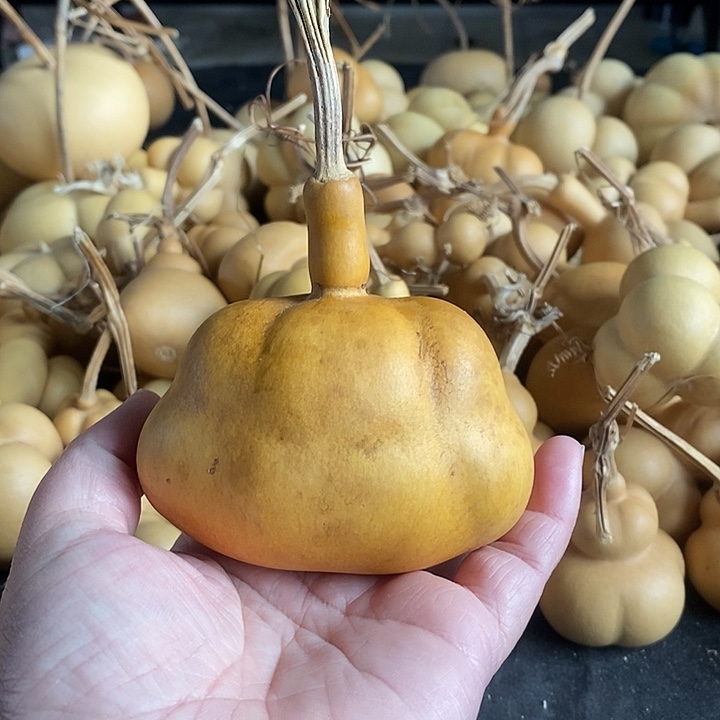 葫芦的颜色微花的