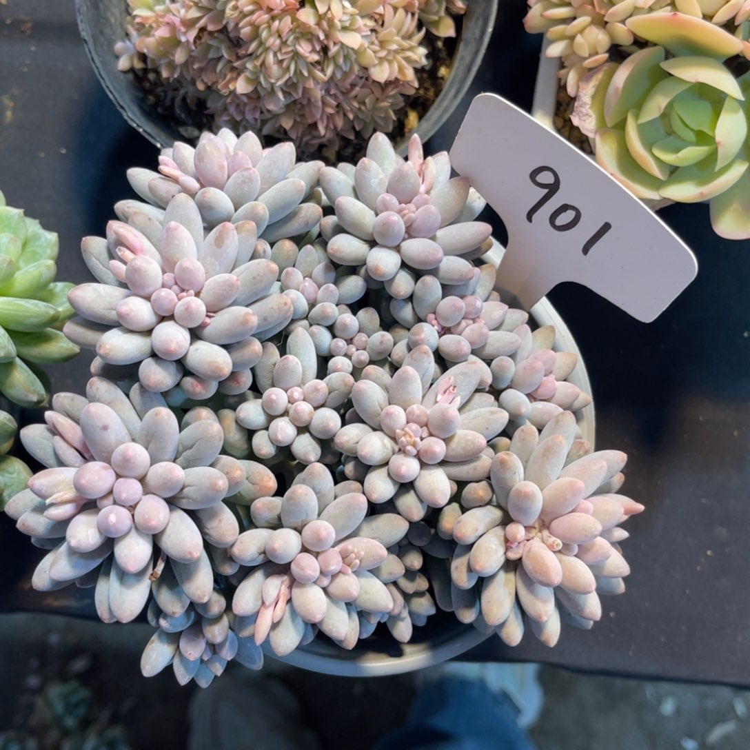 老阿姨一物一拍901