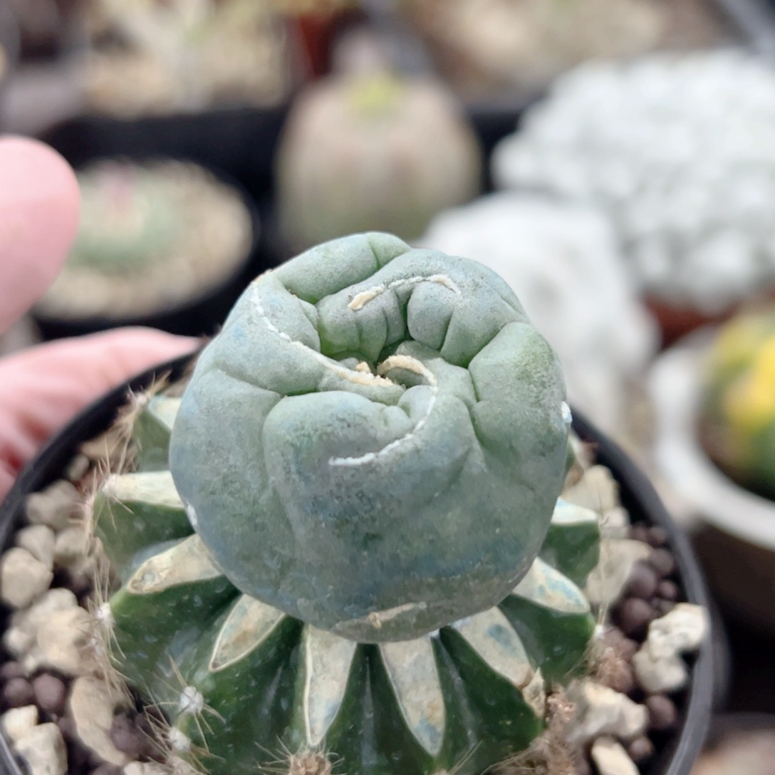 嫁接毛缀 仙人球