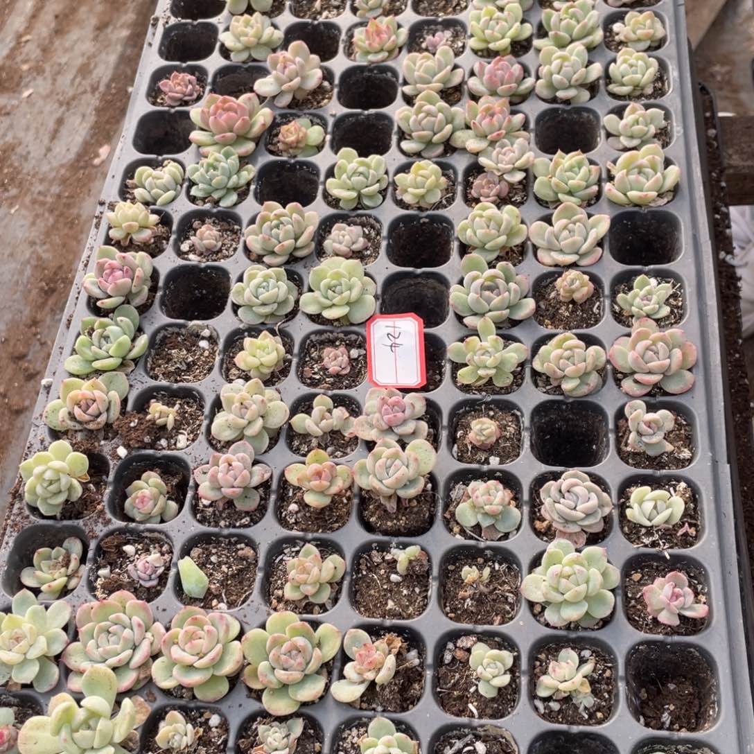 124欧泊播种一筐特价，不包保温不包售后