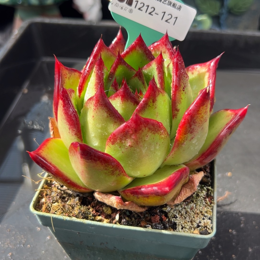 从前慢花园多肉编号1212-121