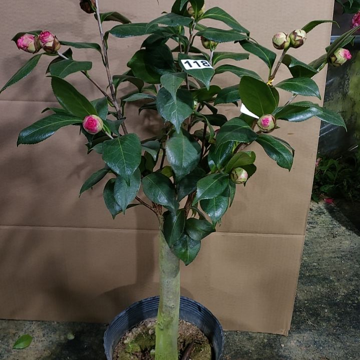 118水晶，海伦，原盆原土发货