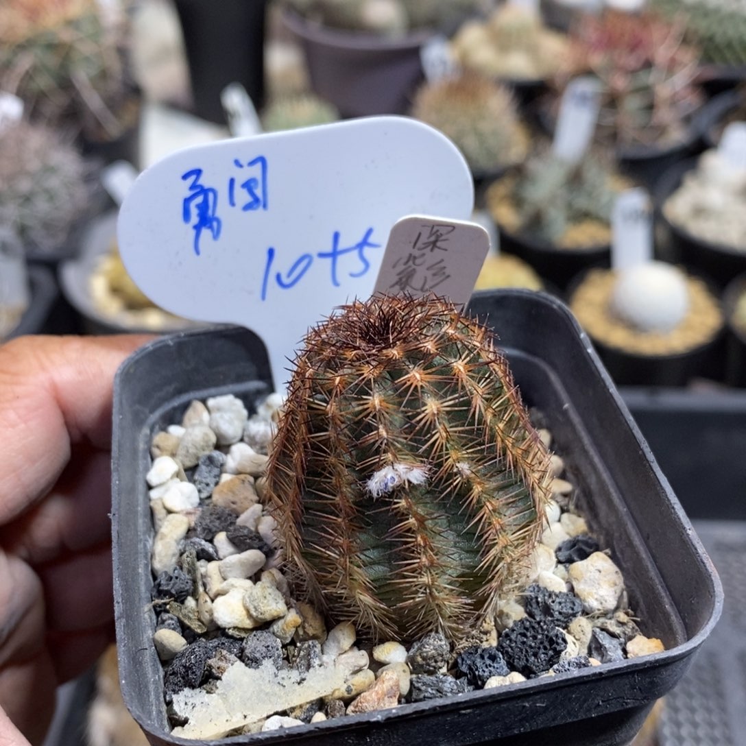 勇***涯勇闯天涯专拍2颗111