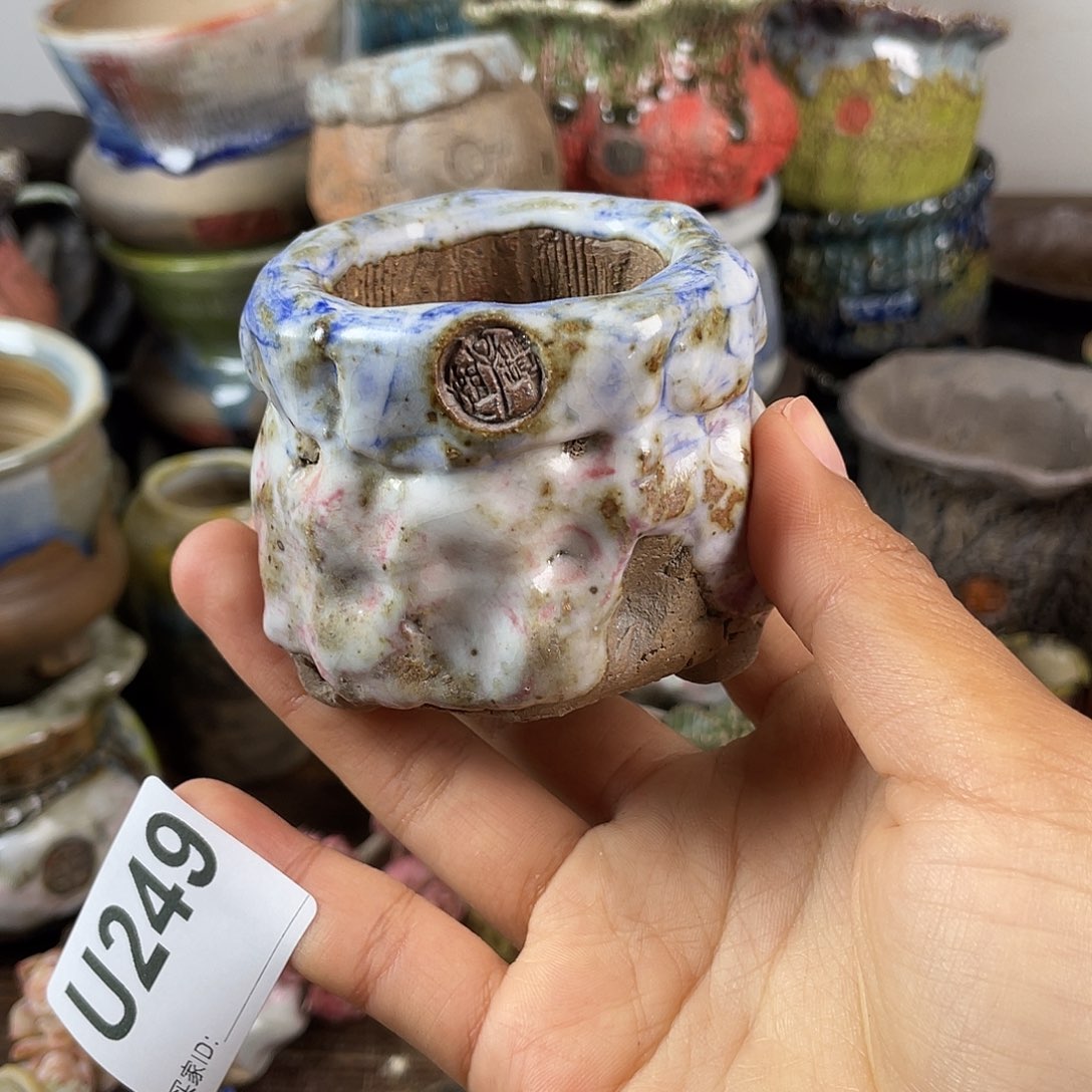 默认微次 跨年福利 坛子姐花盆