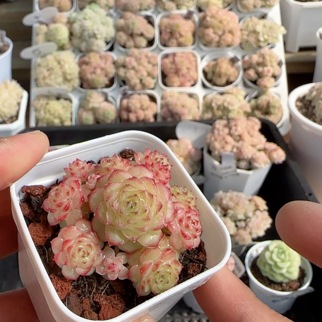 【闪购商品】0212-90女王优选