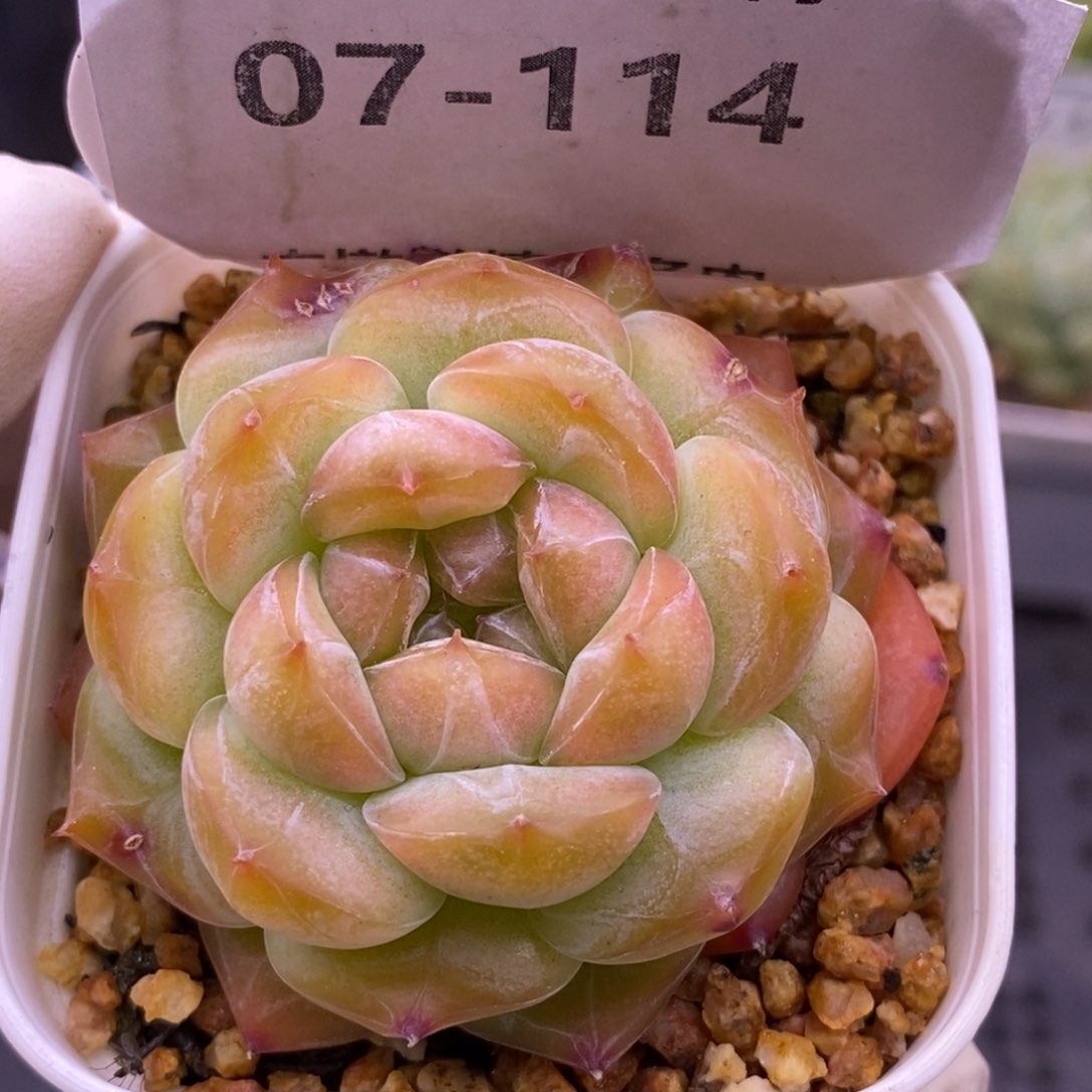 【闪购商品】07-114