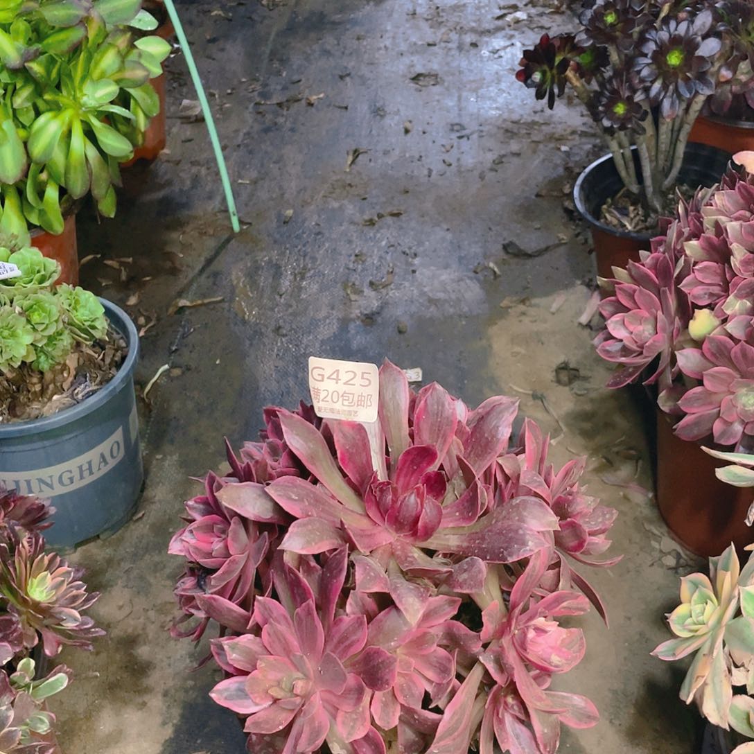 425浣纱多肉法师