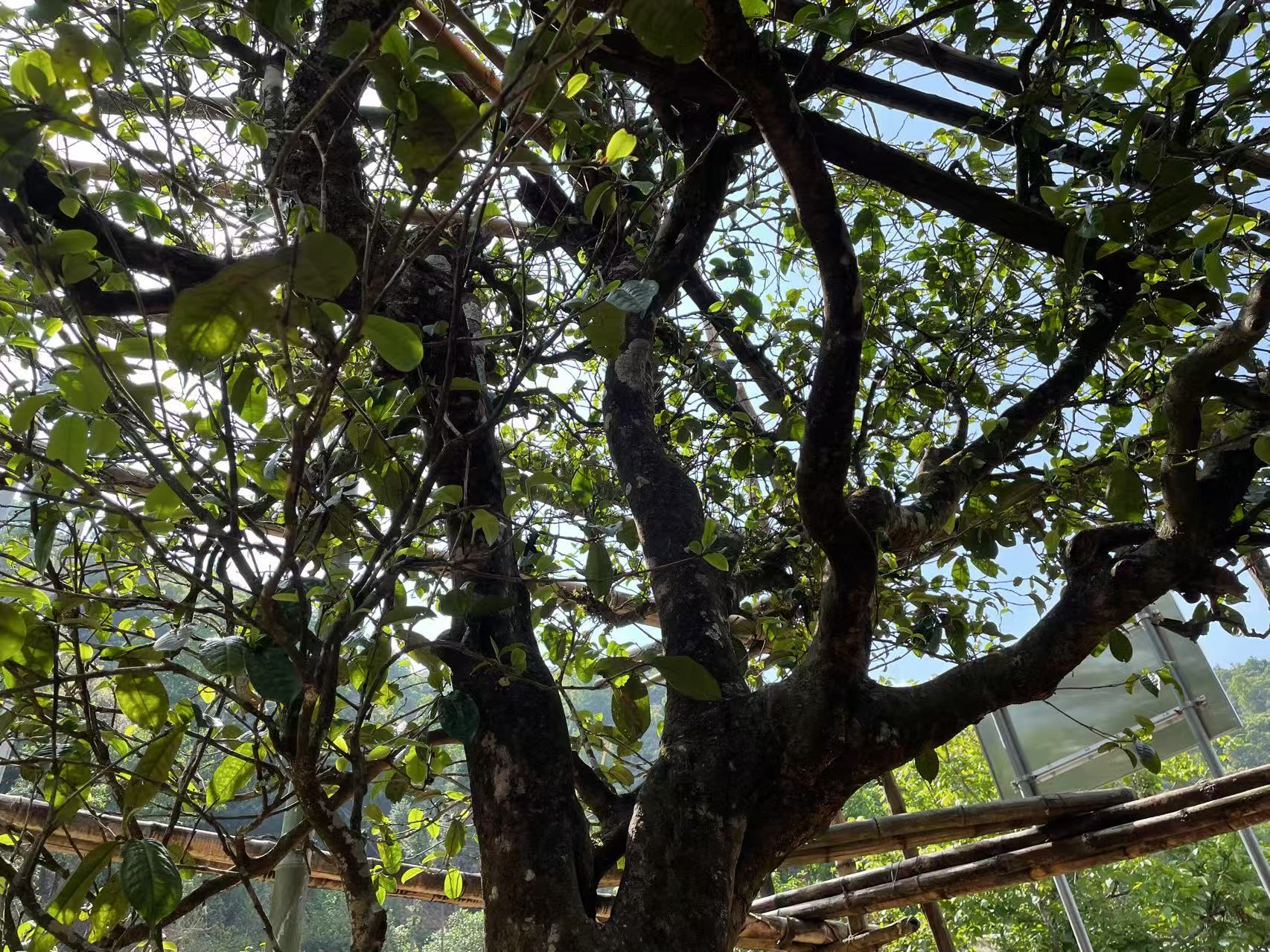 2019年【顶货·上磨烈茶王单株】100g饼，无茶样