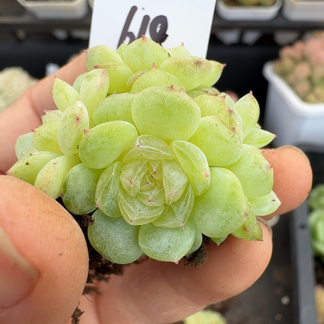 一物一拍一物一拍12-13-618