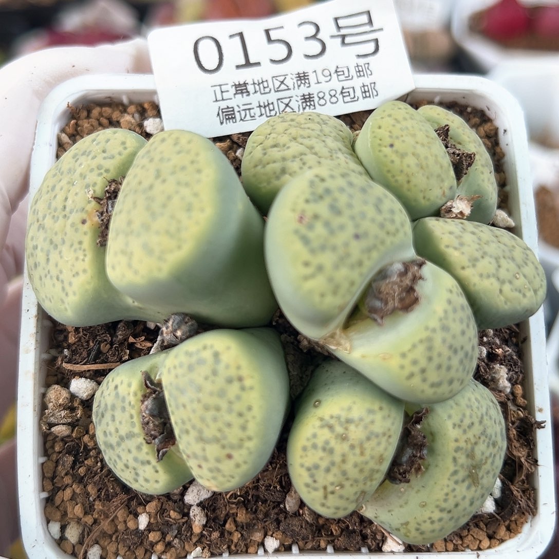 好养易活生石花大母本0153