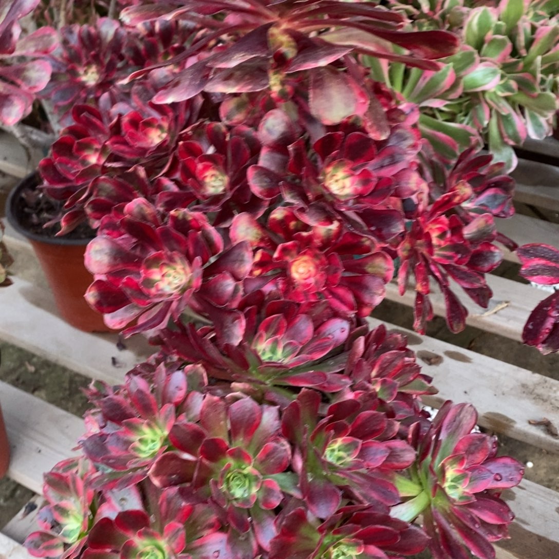 不开花植物香奈儿➕安娜多肉1颗多肉