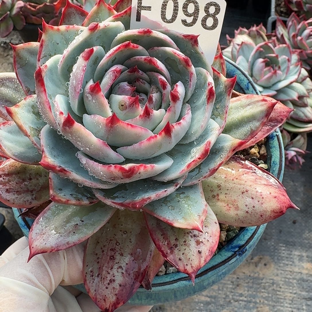 惊鸿惊鸿惊鸿 098.........