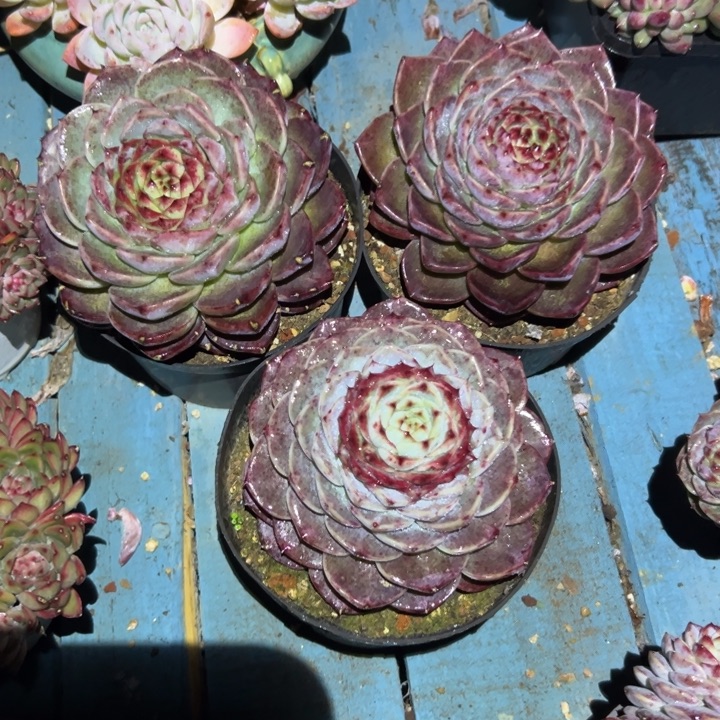 精品多肉植物老桩天鹅绒随机发一棵