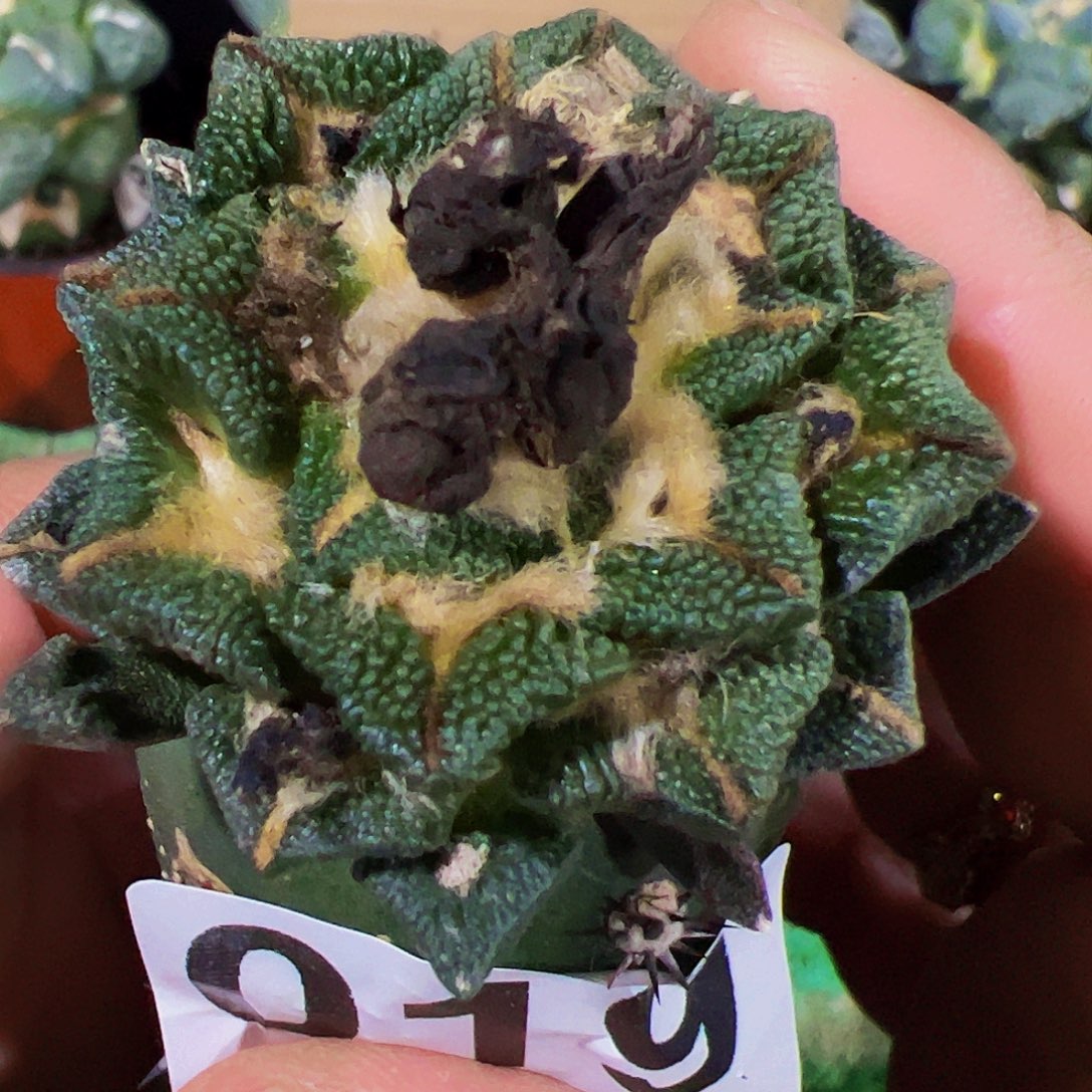 无花朵颗粒黑牡丹019