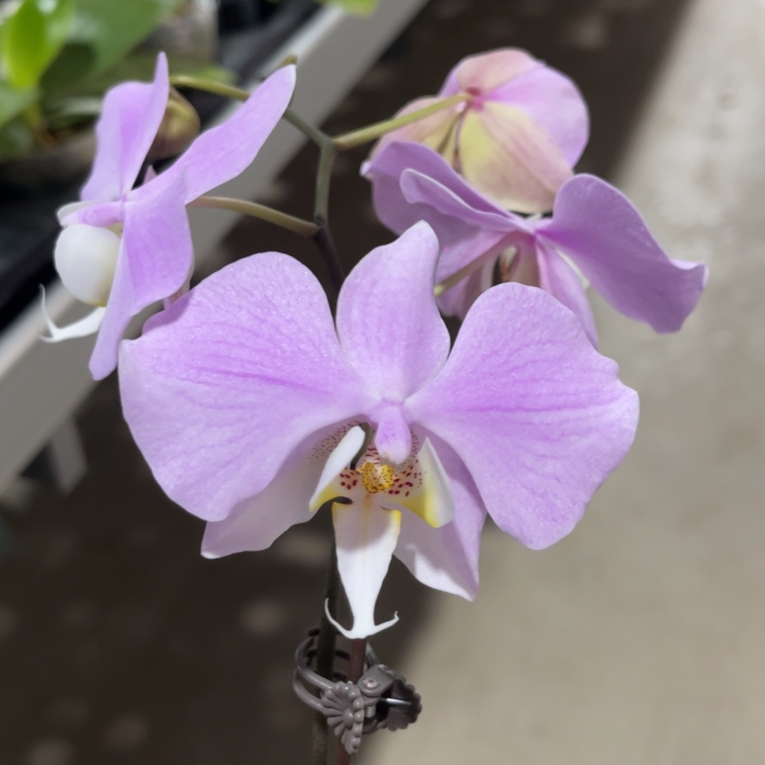 完全开放西雷利桑德-波浪边-超级玫瑰香-1326