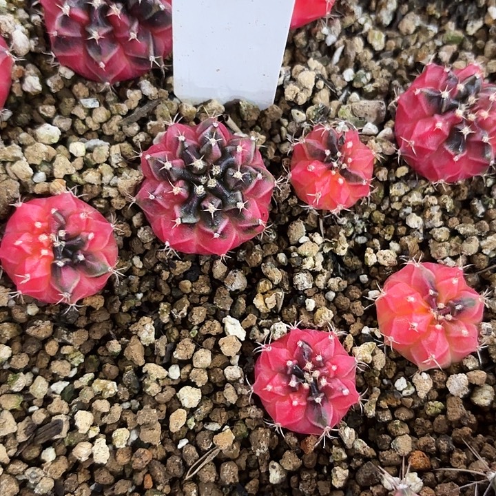 252-0810泰国发货多肉